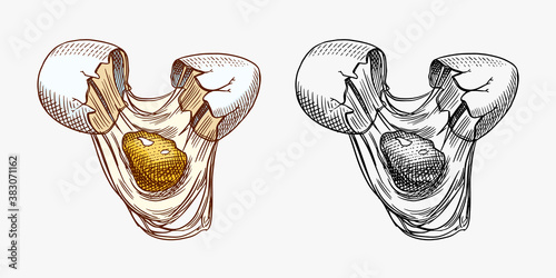 Broken egg with yolk and shell. Farm product. Engraved hand drawn retro vintage sketch. Woodcut style. Vector illustration for menu or poster.