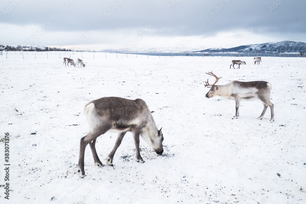 Obraz premium Reindeer in a winter landscape in Norway