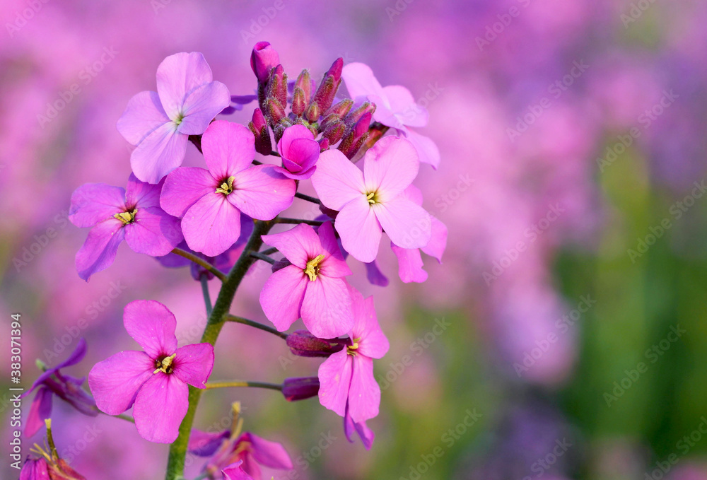 wild pink phlox flowers in Canada