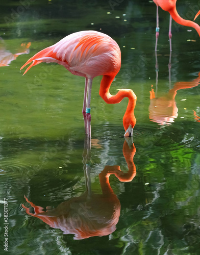 Pink flamingo is searching feed in the water