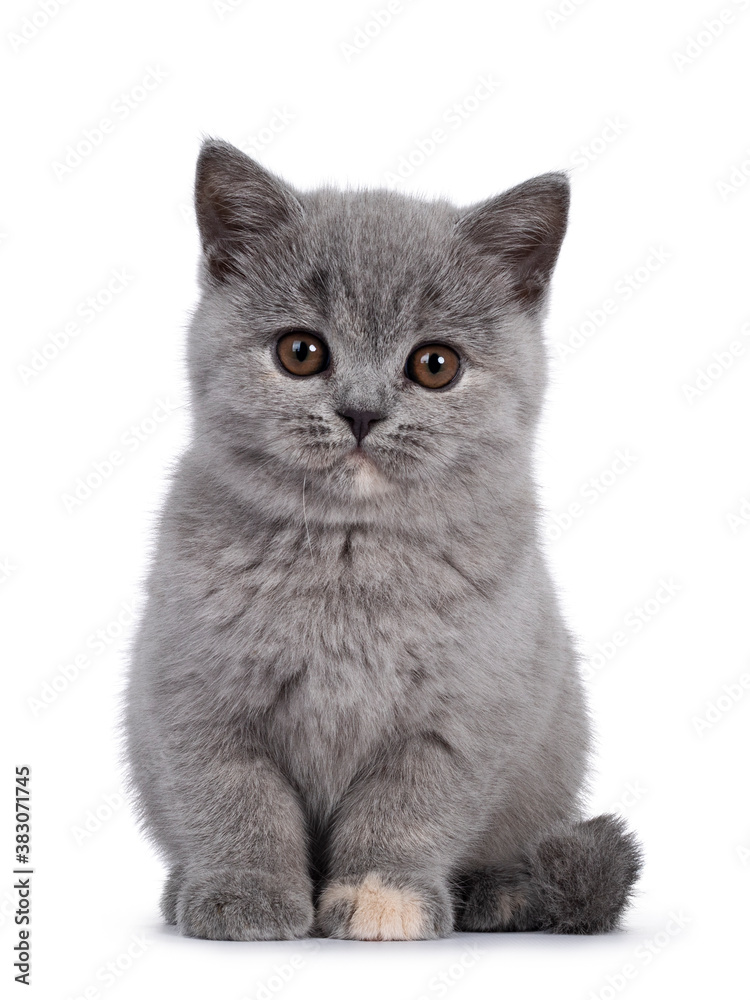 Adorable blue tortie British Shorthair cat kitten, sitting facing front.  Looking towards camera with round brown eyes. Isolated on white background.  Photos | Adobe Stock