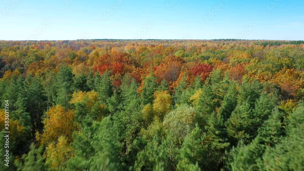Low flight of the quadcopter over the autumn forest with green pines and yellow-red birches, aspens and maples Low flight of the quadcopter over the autumn forest with green pines and yellow-red birches, aspens and maples