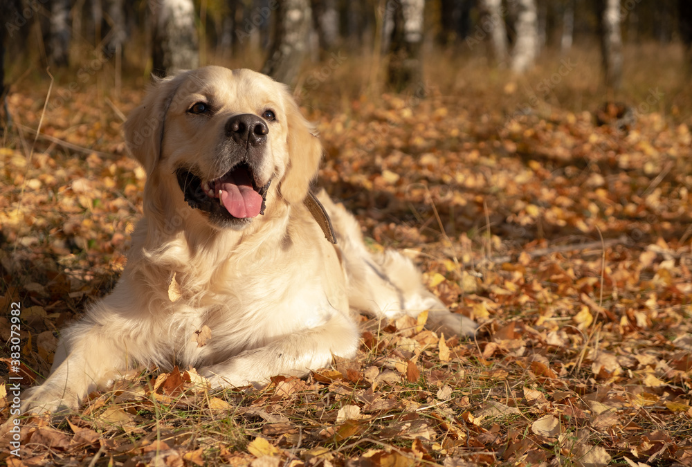 Beautiful golden retriever in the autumn forest Beautiful golden retriever in the autumn forest
