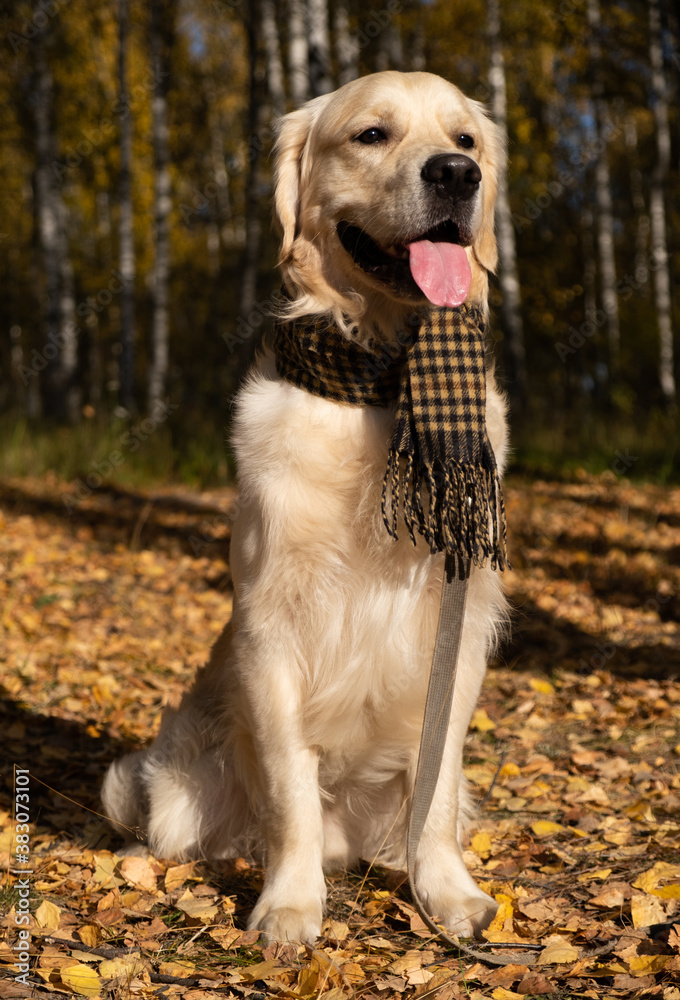 Portrait of adorable golden retriever with scarf on bright autumn day Portrait of adorable golden retriever with scarf on bright autumn day