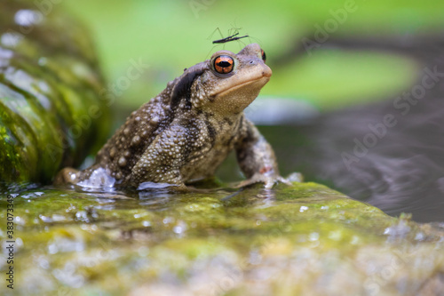 Common male toad on a stone photo