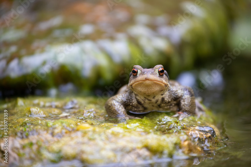 Common male toad on a stone © Stéphane Bidouze