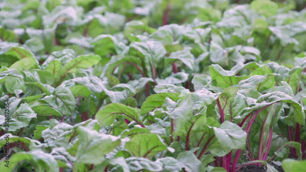 pan of Chard lettuce in field filling the frame pan of Chard lettuce in field filling the frame