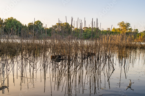 Athalassa Lake, Cyprus with cane and branch water reflections on a beautiful sunny afternoon photo