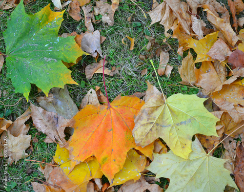 Autumn blanket of yellow  green and orange maple leaves. Closeup. Indian summer background. 
