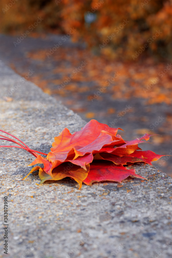 Bunch of red and orange maple leaves on the concrete parapet against the road with fallen leaves. Autumn background Bunch of red and orange maple leaves on the concrete parapet against the road with fallen leaves. Autumn background