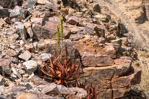 aloe plant in rocks