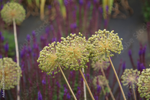 Garten und Gartenbau: Verblühter filigraner Kugellauch oder Zierlauch mit noch unreifen Samen photo