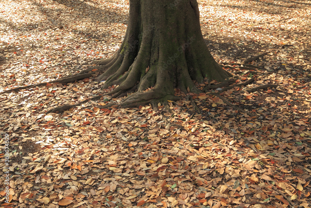 紅葉の落ち葉 紅葉の落ち葉