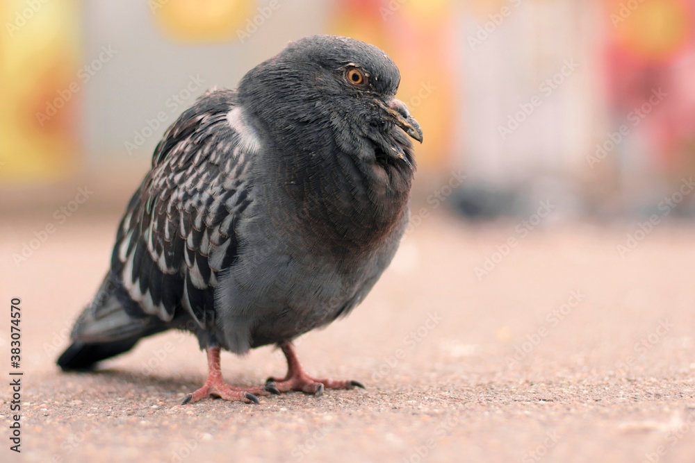 Obraz premium The city pigeon sits on the asfalt close up
