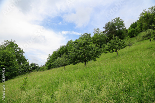 Agrarlandschaft: Hanggrundstück mit Obstbäumen in einer Wiese am Rande eines Waldes im Steigerwald, Bayern - Ökologie, Naturschutz, Artenvielfalt