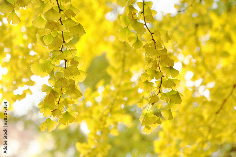 Obraz premium 紅葉のイチョウ