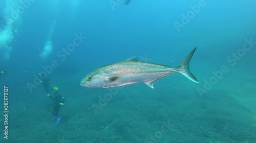 Mediterranean sea marine life Amberjack fish swimming close to the camera photo