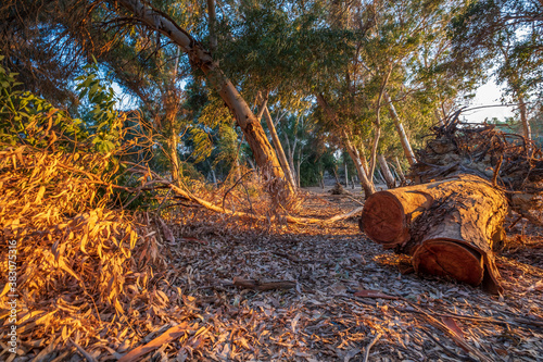 Cut Tree bark at Athalassa Lake, Cyprus bathed in warm afternoon light.
