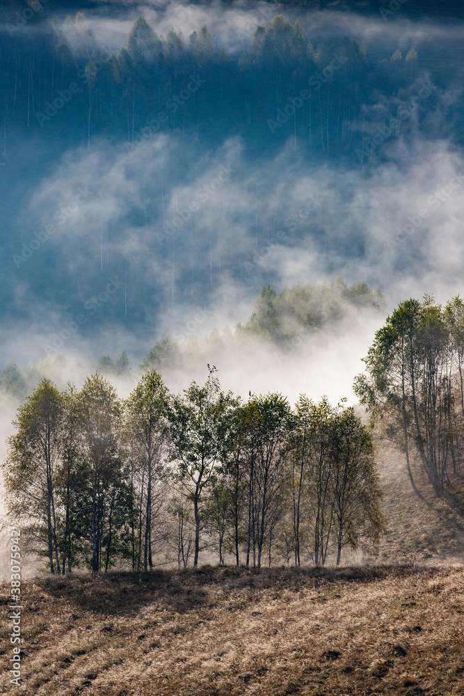 beautiful early autumn nature background foggy trees in the mountains beautiful early autumn nature background foggy trees in the mountains