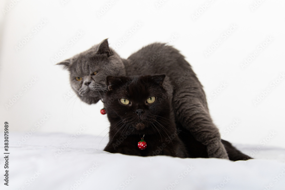 two of scottish Fold Kitten black and grey on white background,Selective soft focus on black cat.