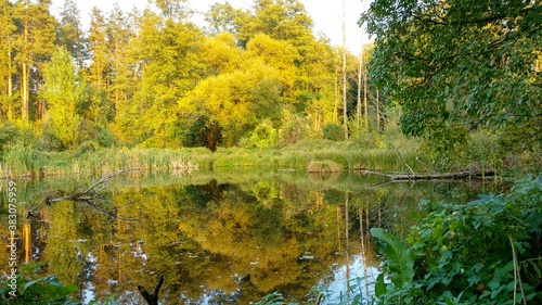 Fototapeta Naklejka Na Ścianę i Meble -  autumn in the park