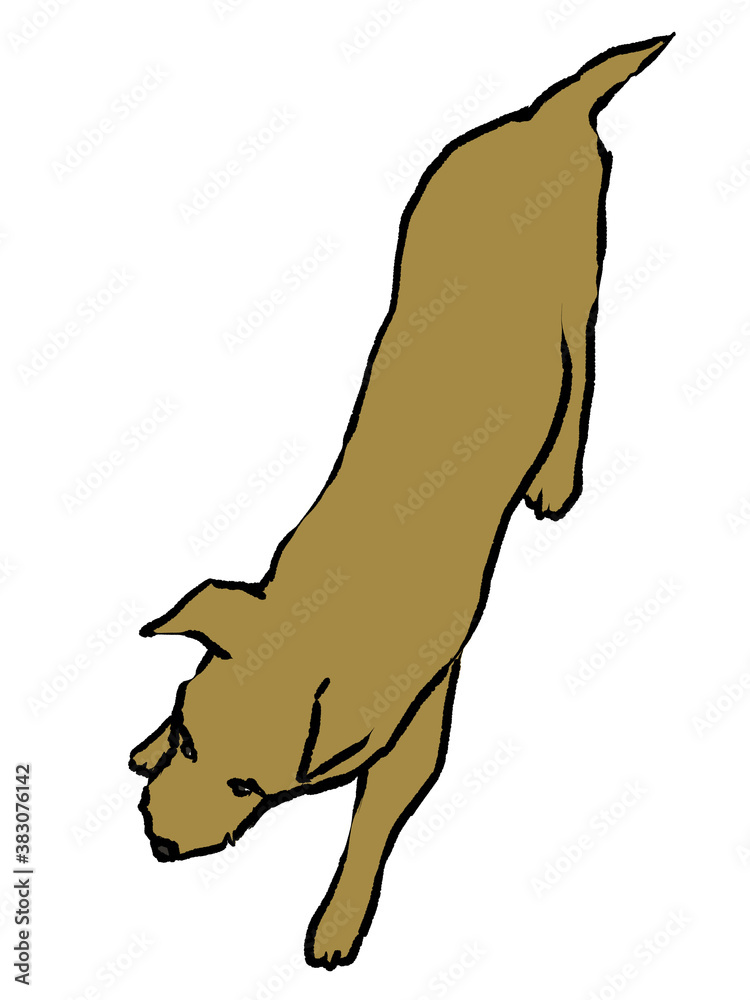 歩いている犬を上から見た手描きイラスト 白バック Stock Illustration Adobe Stock