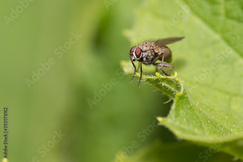 Tachinid fly perched on a green leaf