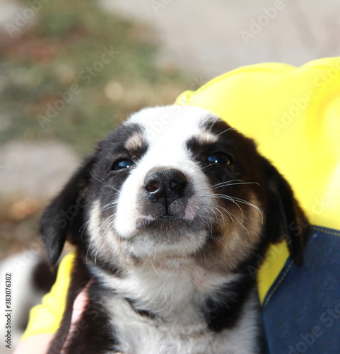 The nose of a small squinting puppy. photo