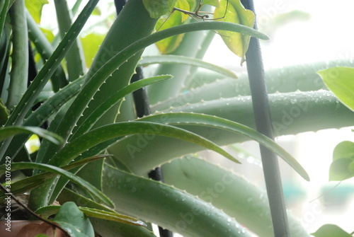 aloe vera plant