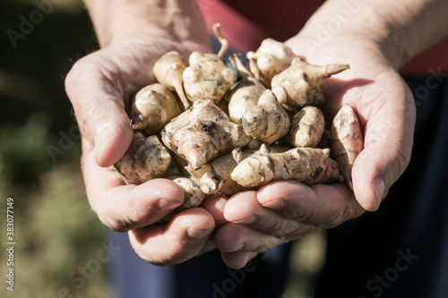 Jerusalem artichoke tubers in hands. Freshly harvested roots of Helianthus tuberosus, also known as sunroot, sunchoke, earth apple, topinambur or lambchoke. Used as a root vegetable.