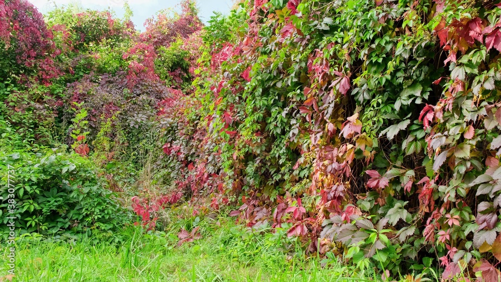 Autumn hedge overgrown with Virginia creeper, with green and red leaves against the blue sky. close up