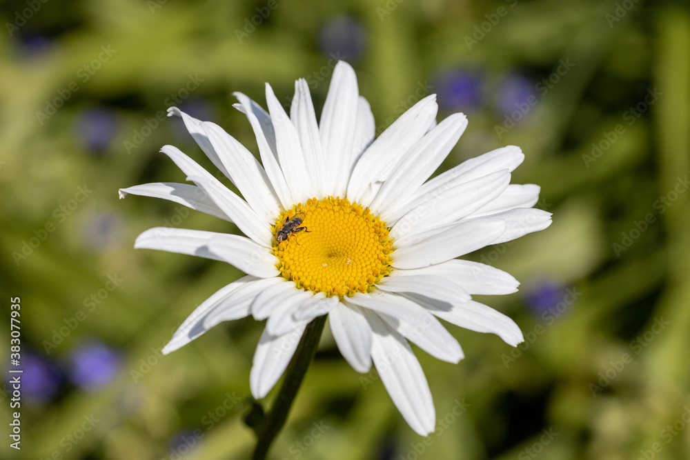 Fototapeta premium Chamomile flower. Detailed macro view. Flower on a natural background, soft light.