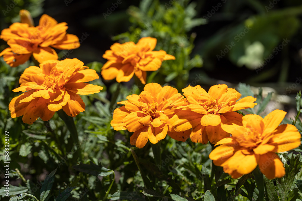 Fototapeta premium Blossom tagetes flowers. Detailed macro view. Flower on a natural background, soft light.