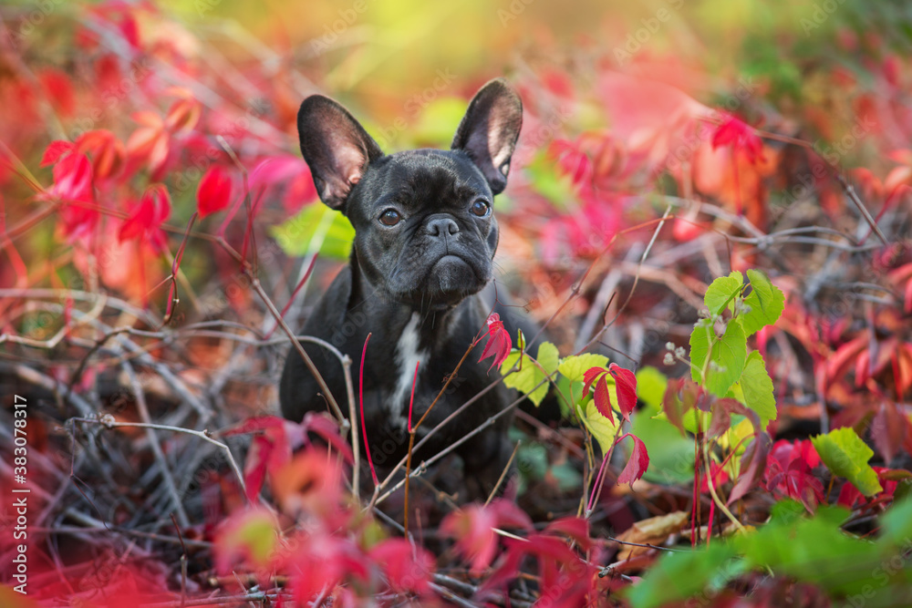 Black french bulldog in fall landscape Black french bulldog in fall landscape