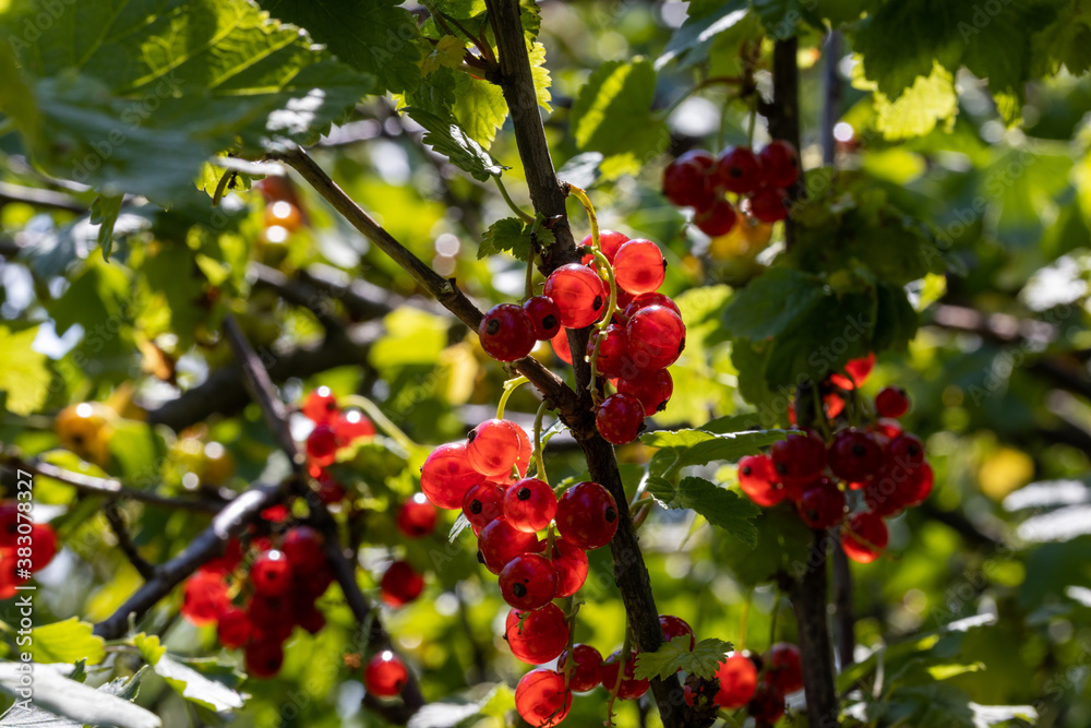 Red currant berry. Detailed macro view. Berry on a natural background, soft light. Red currant berry. Detailed macro view. Berry on a natural background, soft light.