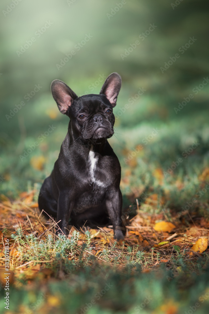 Black french bulldog in fall landscape