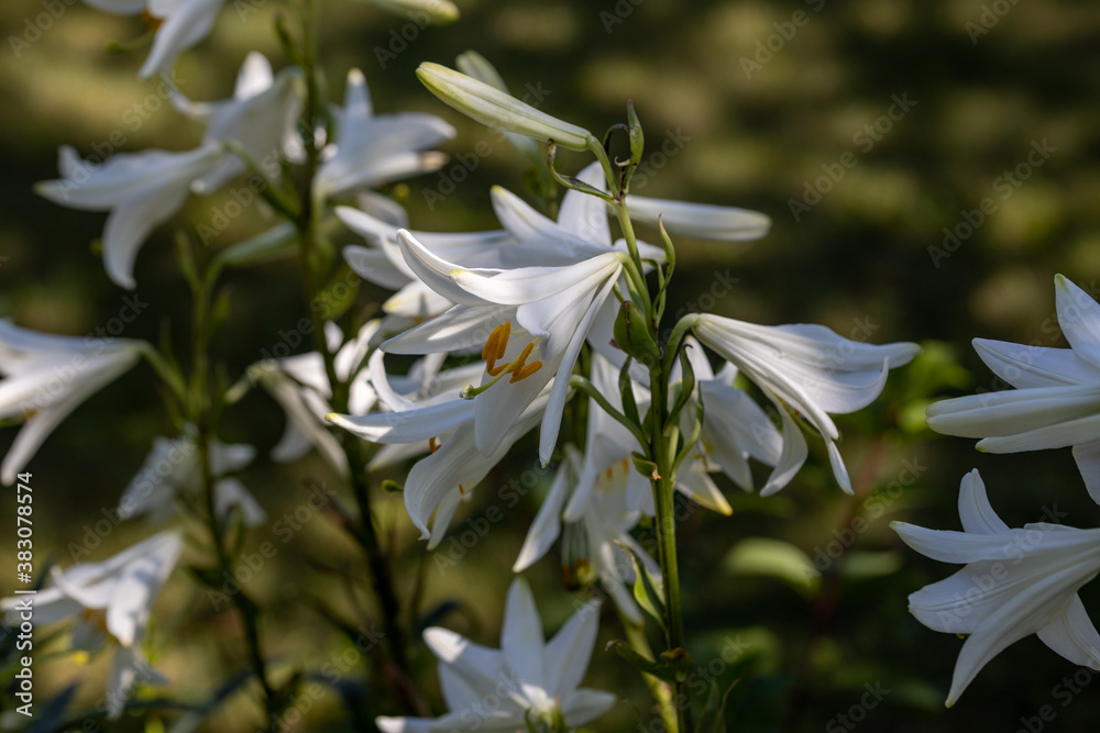 White lily flowers. Detailed macro view. Flower on a natural background, soft light. White lily flowers. Detailed macro view. Flower on a natural background, soft light.