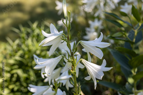 White lily flowers. Detailed macro view. Flower on a natural background, soft light.