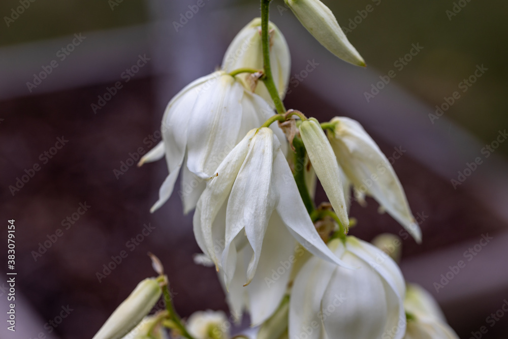 Obraz premium White flowers pacific bleeding heart. Detailed macro view. Flower on a natural background, soft light.