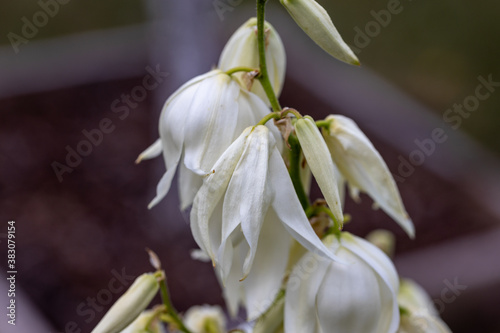 Fototapeta Naklejka Na Ścianę i Meble -  White flowers pacific bleeding heart. Detailed macro view. Flower on a natural background, soft light.
