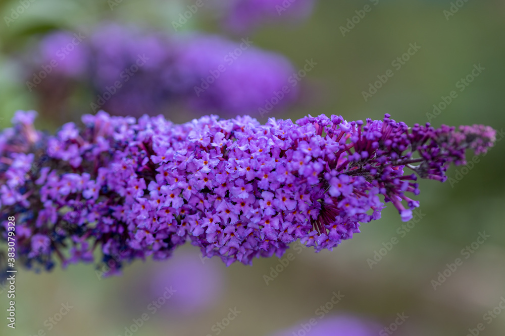 Purple lilac flowers. Detailed macro view. Flower on a natural background, soft light. Purple lilac flowers. Detailed macro view. Flower on a natural background, soft light.