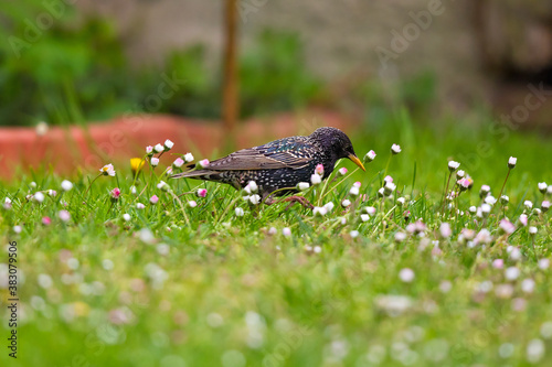 European Starling (Sturnus vulgaris), adult in meadow, Brandenburg, Germany © Martin Grimm