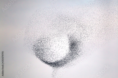 European Starling (Sturnus vulgaris), flying flock in murmuration with Peregrine Falcon (Falco peregrinus), Germany photo