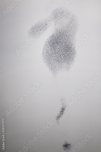 European Starling (Sturnus vulgaris), flying flock in murmuration, Germany