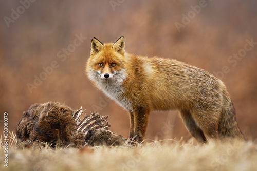 Red fox, vulpes vulpes, looking to the camera on meadow in autumn. Wild predator standing next to prey on dry field. Orange bushy mammal watching on grass in fall. © WildMedia