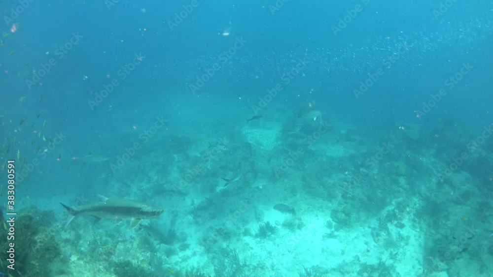 Los roques venezuela small silversides school closely together in a DIVE SPOT as predatory Tarpon AND snapers swim nearby. The silversides serve as prey to many coral reef-associated predators. Los roques venezuela small silversides school closely together in a DIVE SPOT as predatory Tarpon AND snapers swim nearby. The silversides serve as prey to many coral reef-associated predators.