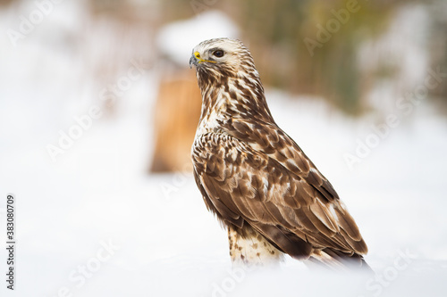 Cruel common buzzard, buteo buteo, sitting on meadow in winter. Fierce bird of prey watching on snowy ground. Feathered wild animal looking on snow.