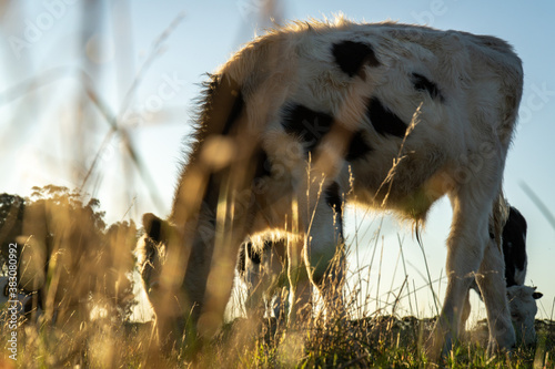 cow in the field