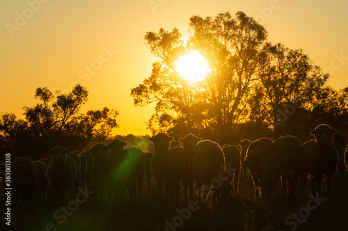 sunset in the forest