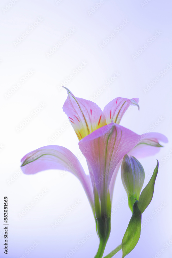 花ユリズイセン 花ユリズイセン